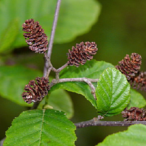 alnus